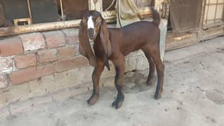 Nagra Beetal desi goat male kid for urgent sale