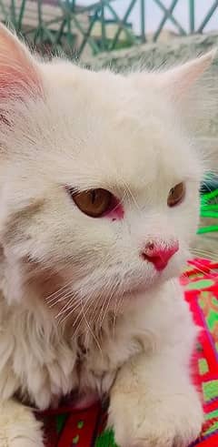 pure white persian cat 0
