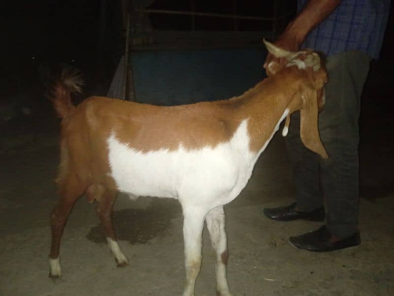 bakra 2 dant khassi available 2