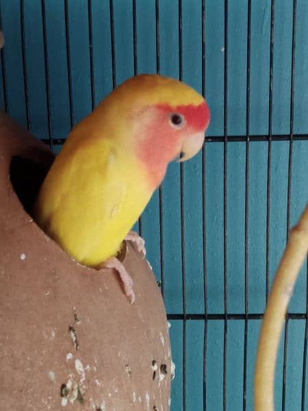different parrots 1