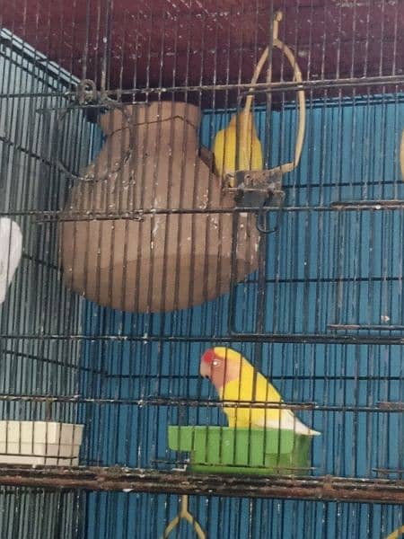 different parrots 2