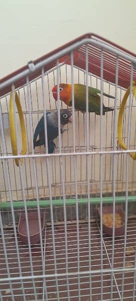 love bird pair 5