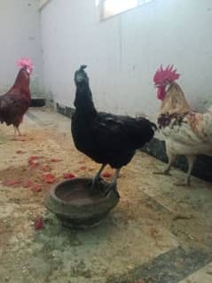 Ayam cemani 2 female Hens for sale 0
