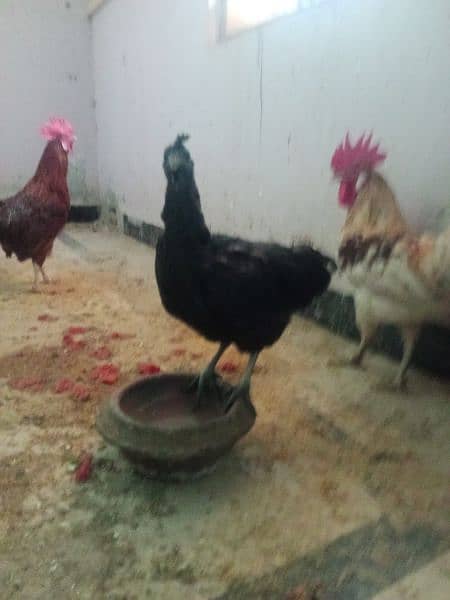 Ayam cemani 2 female Hens for sale 1