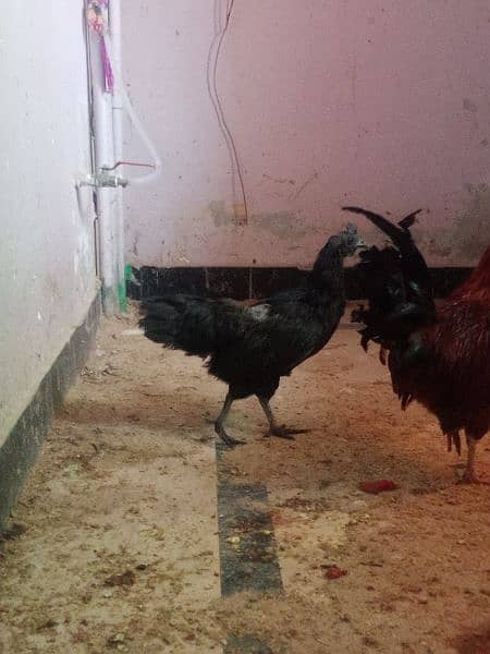 Ayam cemani 2 female Hens for sale 2
