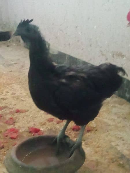 Ayam cemani 2 female Hens for sale 3