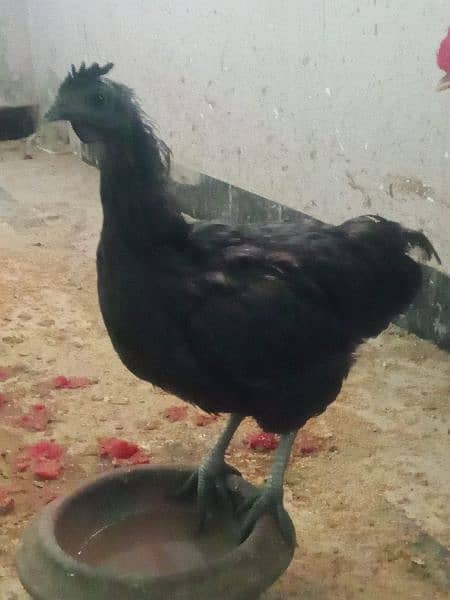 Ayam cemani 2 female Hens for sale 4