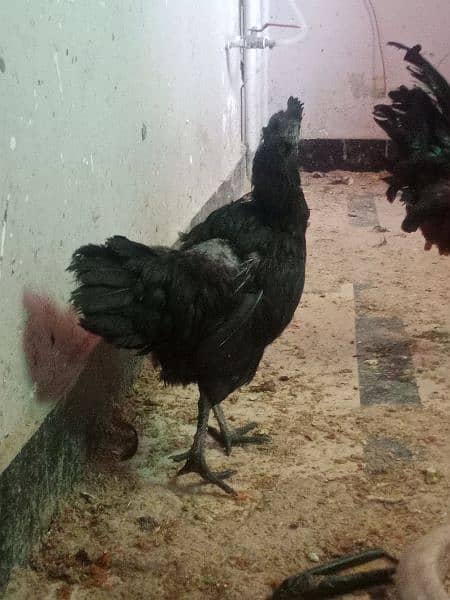 Ayam cemani 2 female Hens for sale 5