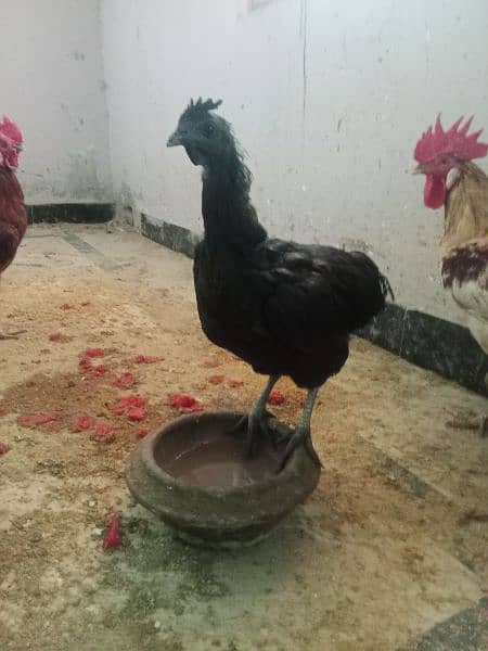 Ayam cemani 2 female Hens for sale 6