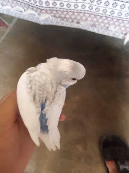 Fully tamed Australian Budgies parrots good quality breeders 7