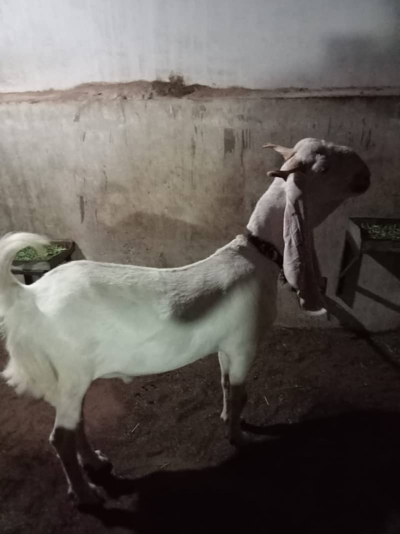 khassi bakre qurbani 2024 4