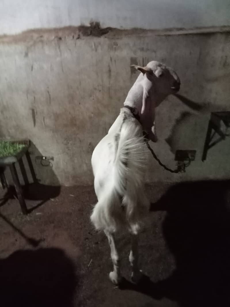 khassi bakre qurbani 2024 6