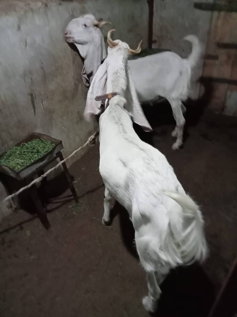 khassi bakre qurbani 2024 7