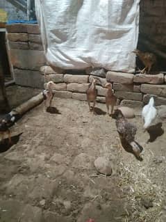 aseel chicks 3 month
