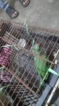 RAW PARROT FOR SALE 0