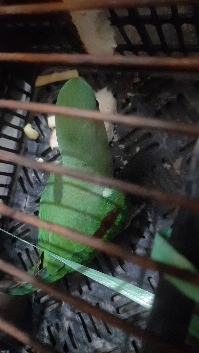 RAW PARROT FOR SALE 1