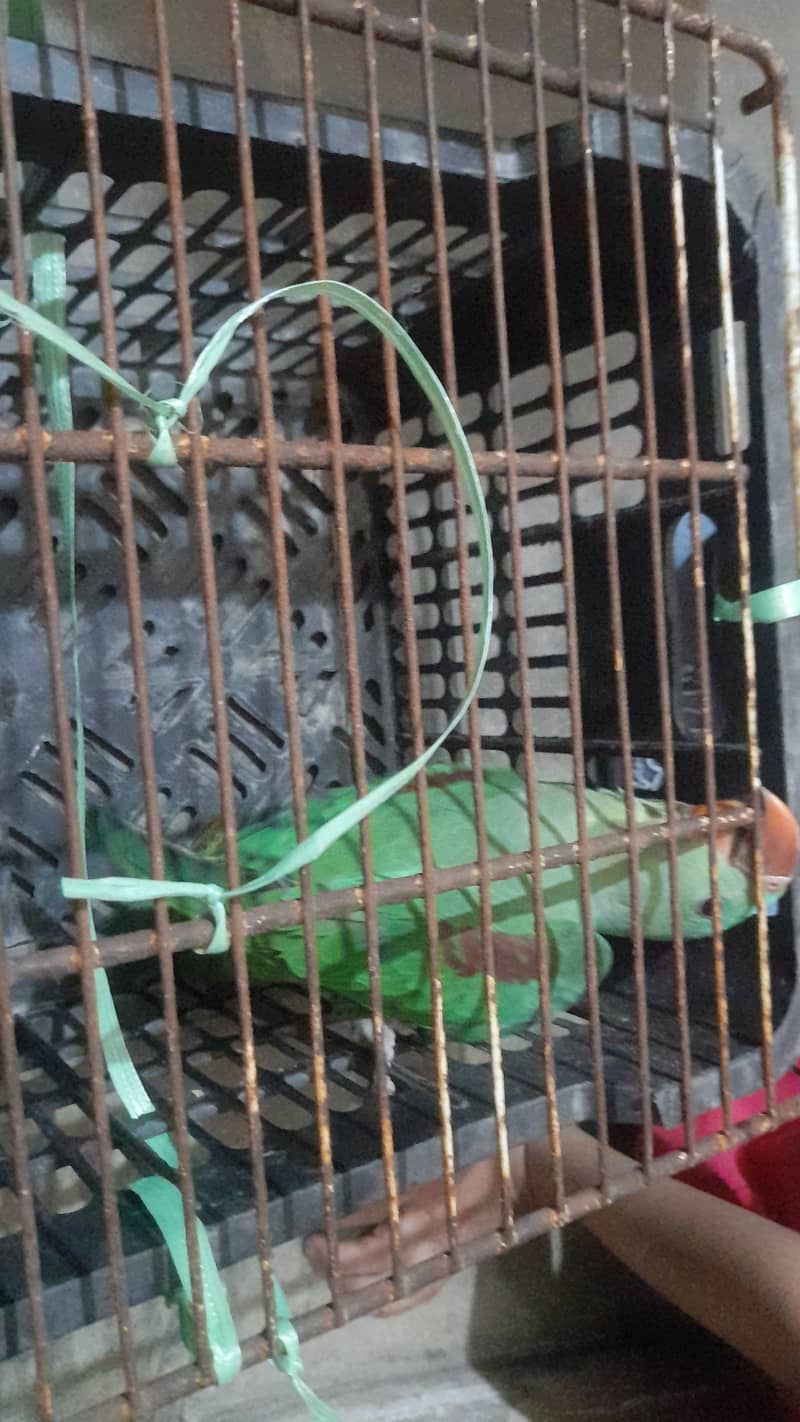 RAW PARROT FOR SALE 2