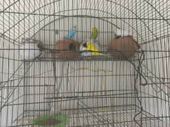5 parrots for sale 1 pair red eyes