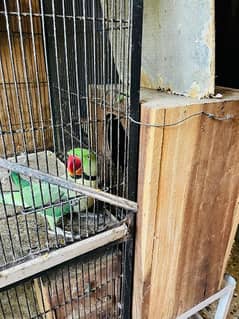 price negotiable  rawpair contact number 03115073066 with breeding box 0