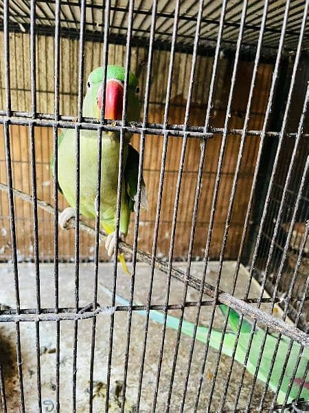 price negotiable  rawpair contact number 03115073066 with breeding box 1