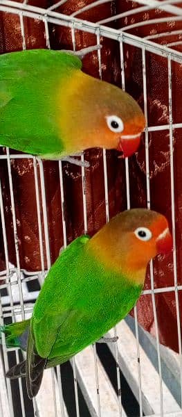 Love Bird Lutino And Fisher 20000% Guarantee Breeder Pairs 2