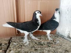 Black Sherazi Kabootar Fancy Pigeon 0