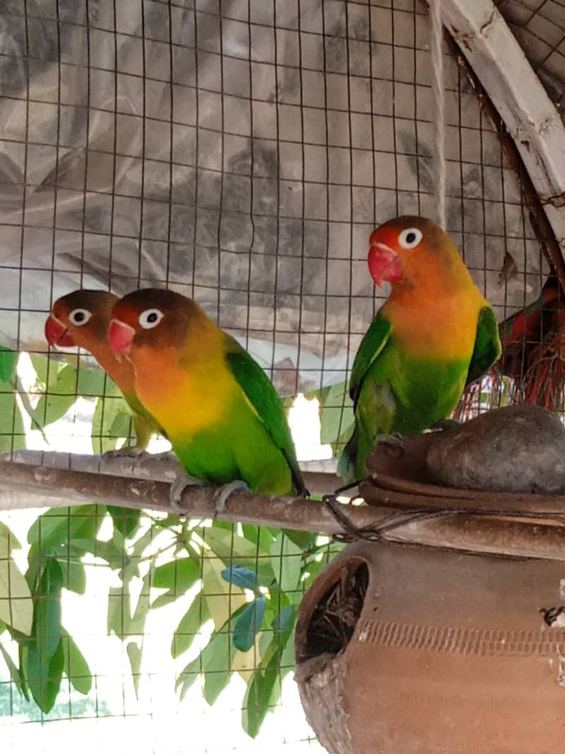 Fischer lovebird 1