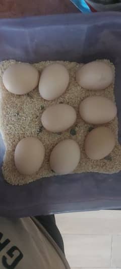 Golden bantem eggs for sale in Bahawalpur fresh and fertile eggs