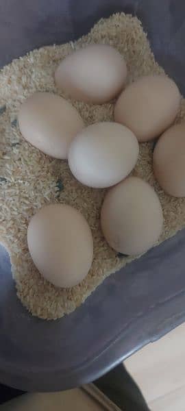 Golden bantem eggs for sale in Bahawalpur fresh and fertile eggs 1