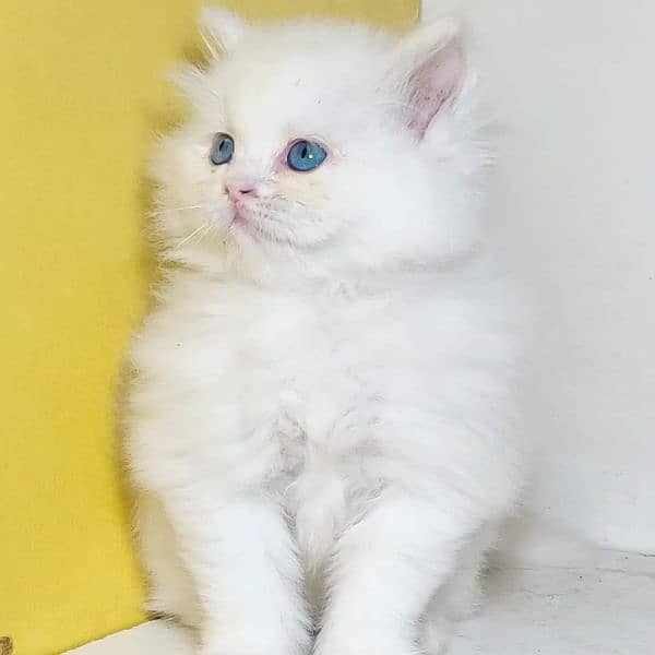 superb quality Persian kittens up for sale COD available 9