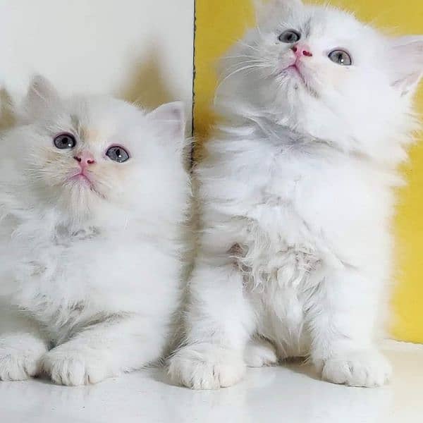 superb quality Persian kittens up for sale COD available 10