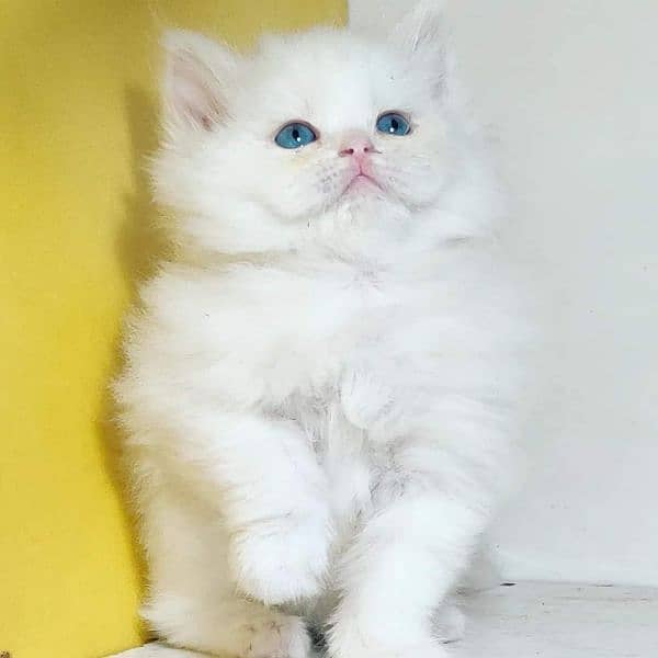superb quality Persian kittens up for sale COD available 11
