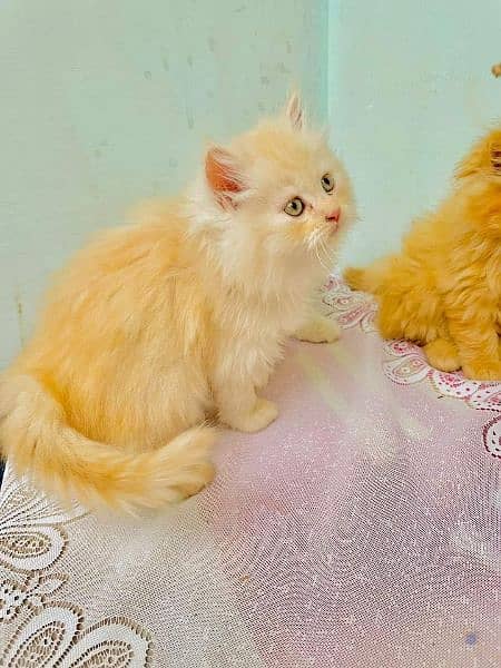 superb quality Persian kittens up for sale COD available 16