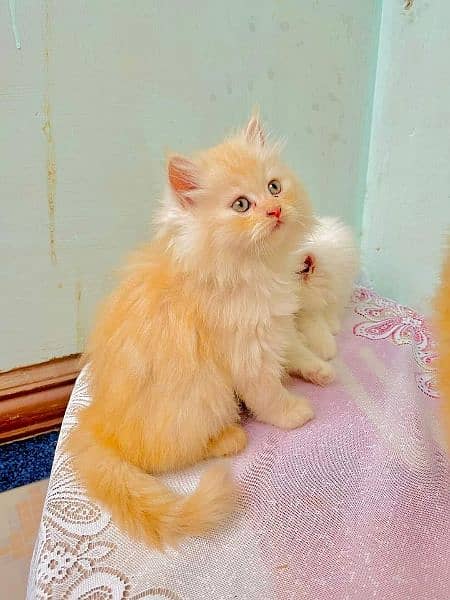 superb quality Persian kittens up for sale COD available 17