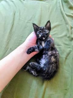 Persian Kitten Black