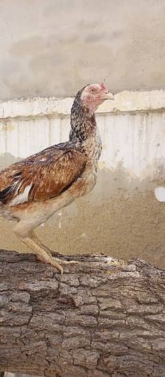 Top high quality Rampuri bloodline  Aseel  Madi available 0