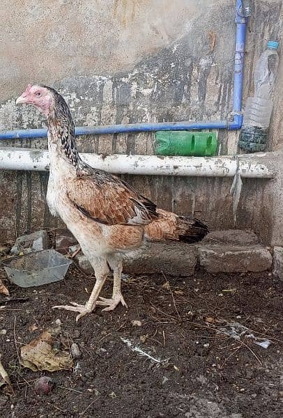 Top high quality Rampuri bloodline  Aseel  Madi available 4