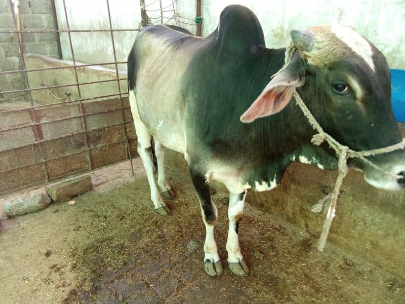 Beautiful cow for Qurbani 1