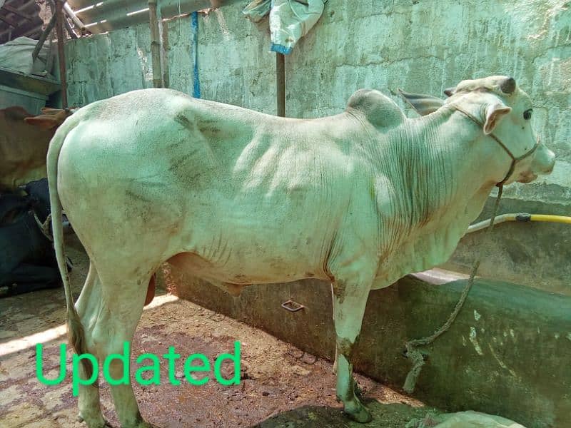 Beautiful cow for Qurbani 12