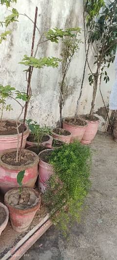 50 mix plants with pots