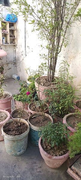 50 mix plants with pots 2