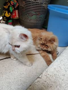Persian cat pair