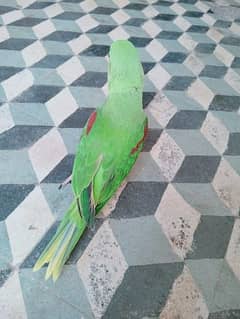raw parrot chick for sale