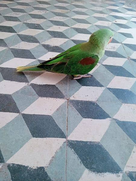 raw parrot chick for sale 2