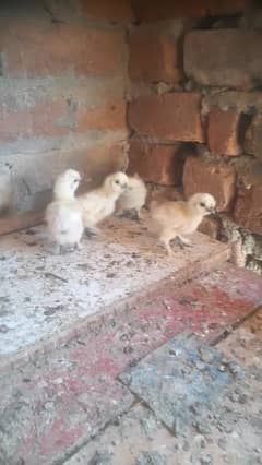 white silkie chicks