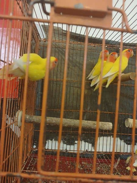 Love birds Lutino breeder, 2 pair for sale 5