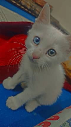 persian cat baby  one eye blue and second green