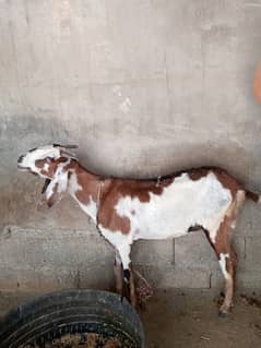 Goat available for sale
