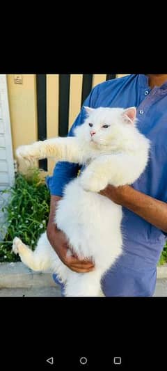 Persian Male Cat Triple Coat 0
