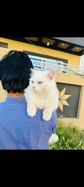 Persian Male Cat Triple Coat 2